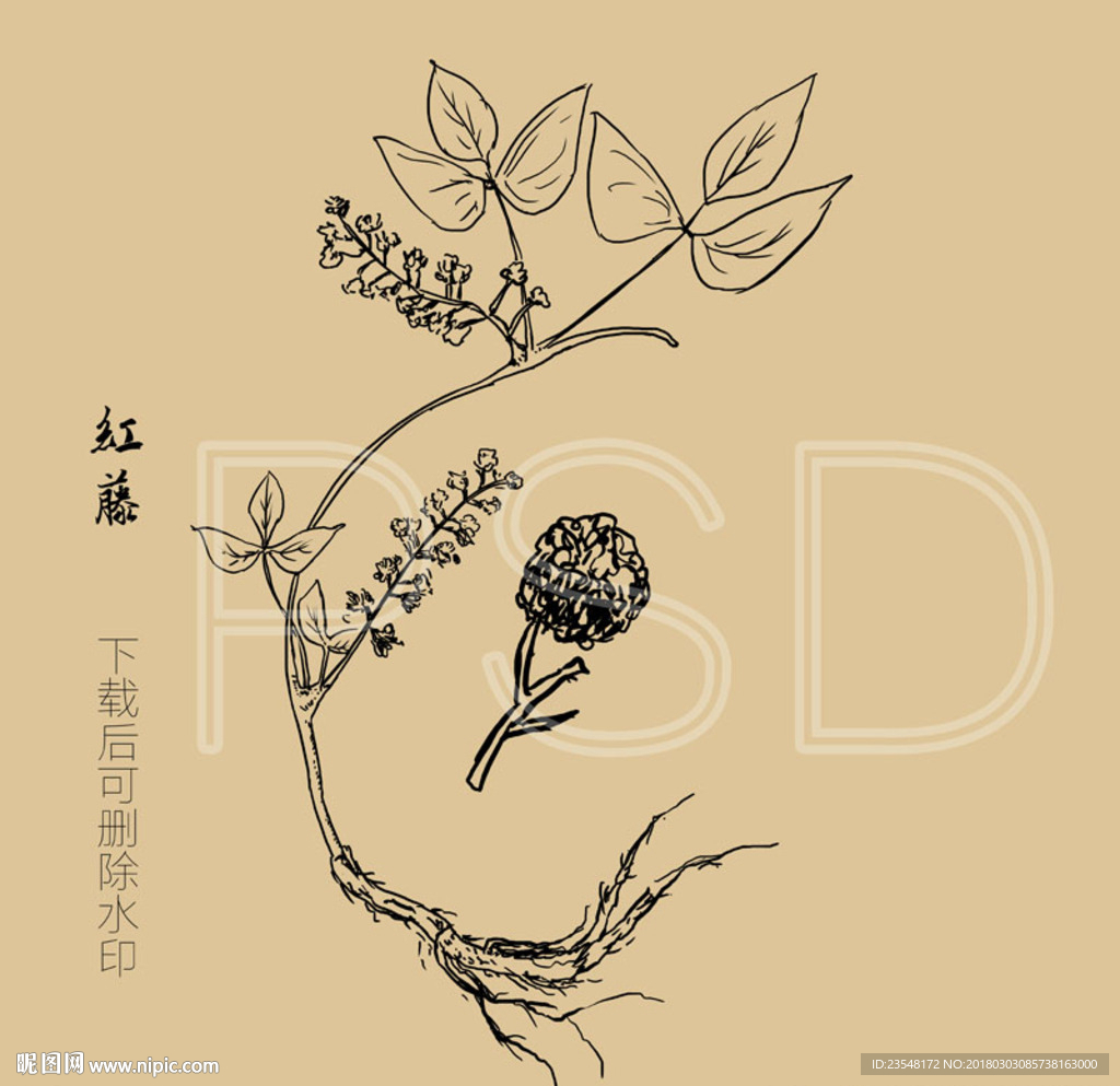红藤