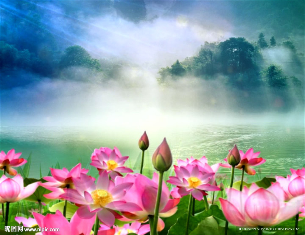 荷花大屏背景