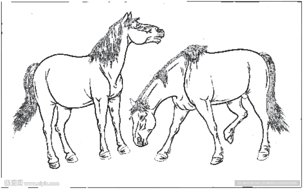 骏马 白描 素描 线描 国画