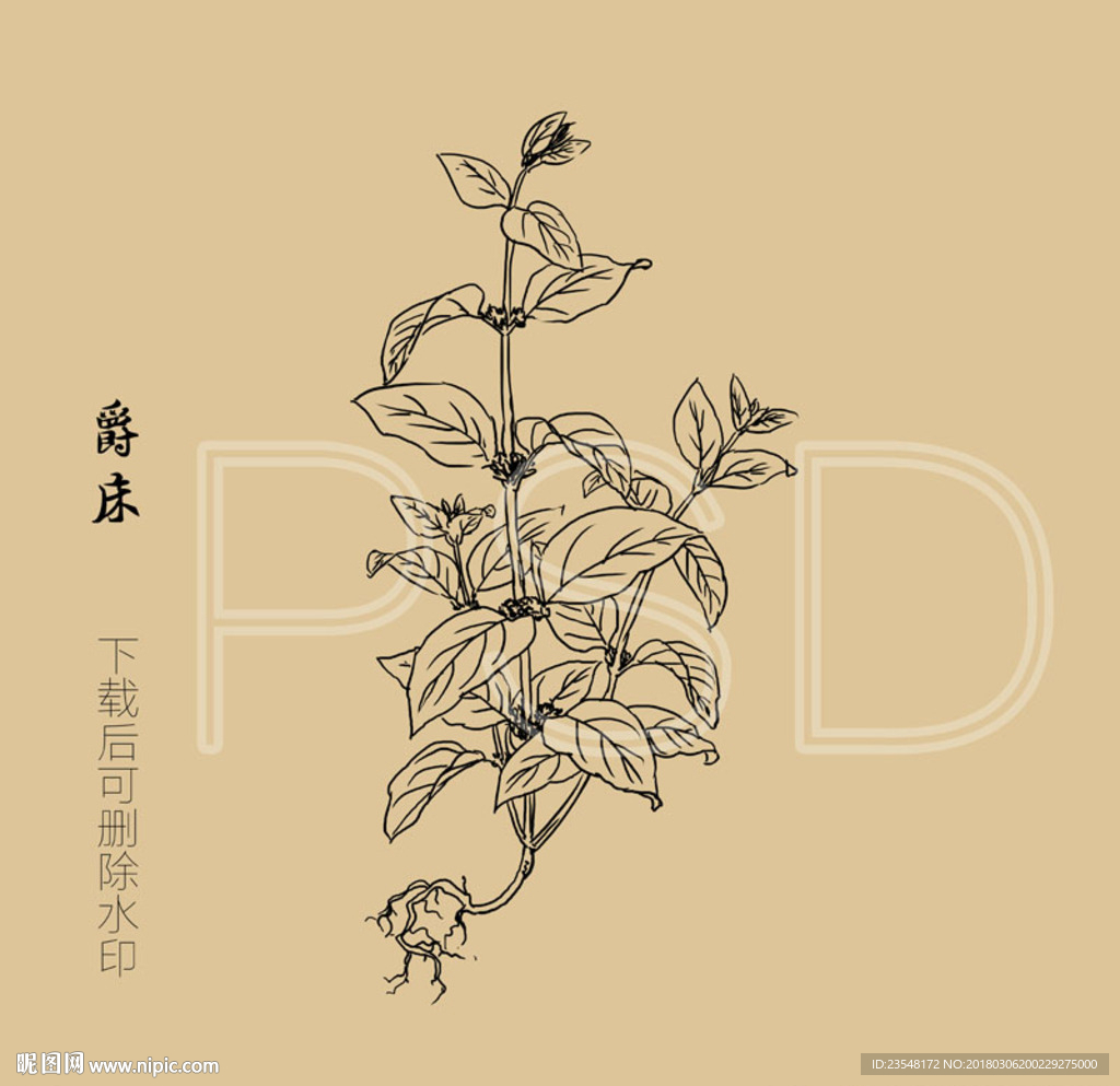 爵床