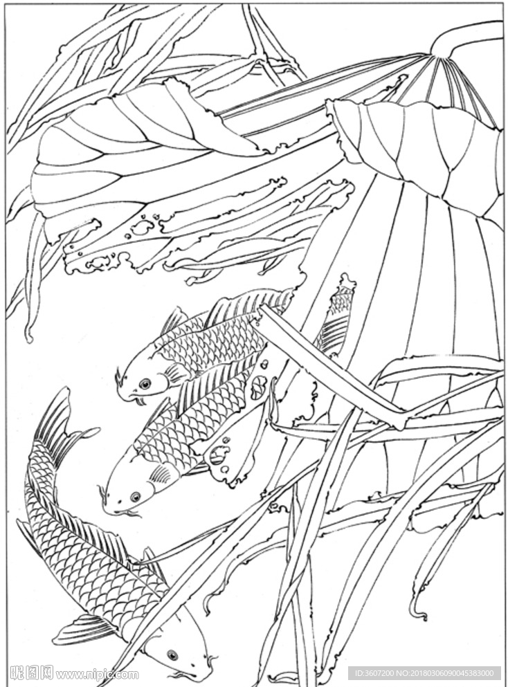 鱼 线描 素描 白描 国画
