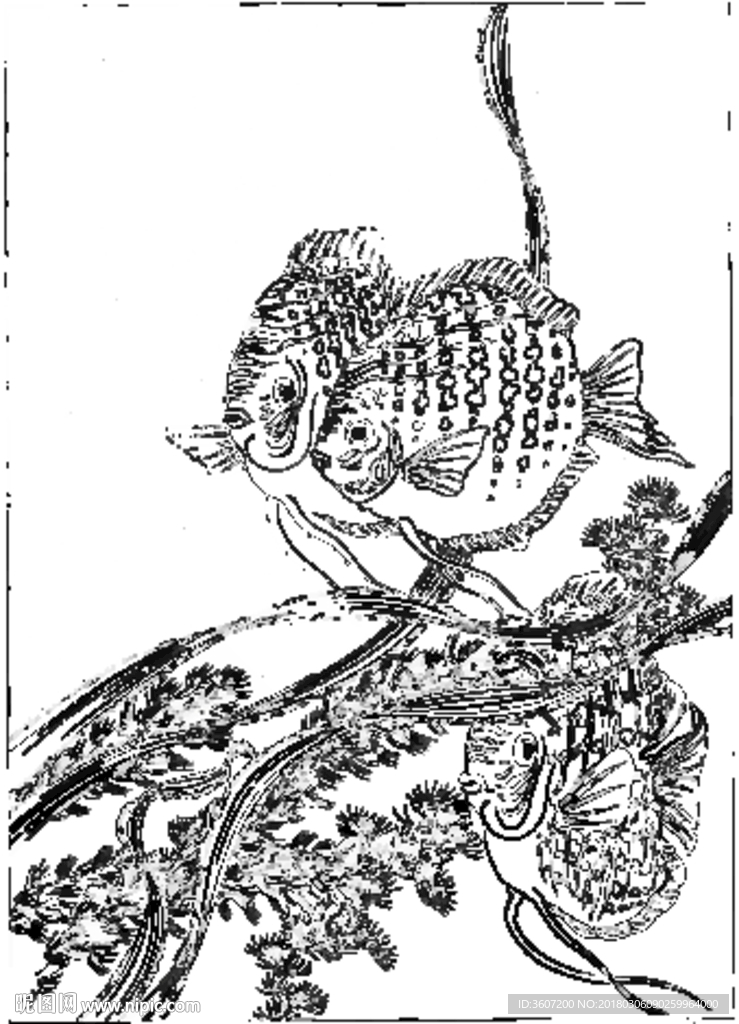 鱼 线描 素描 白描 国画