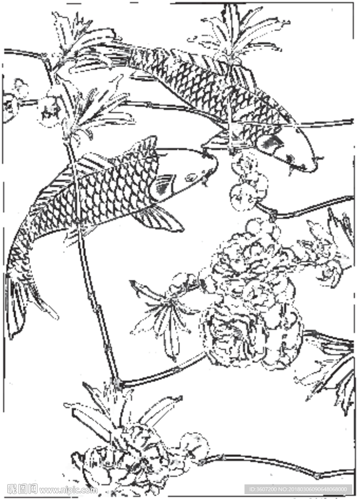 鱼 线描 素描 白描 国画