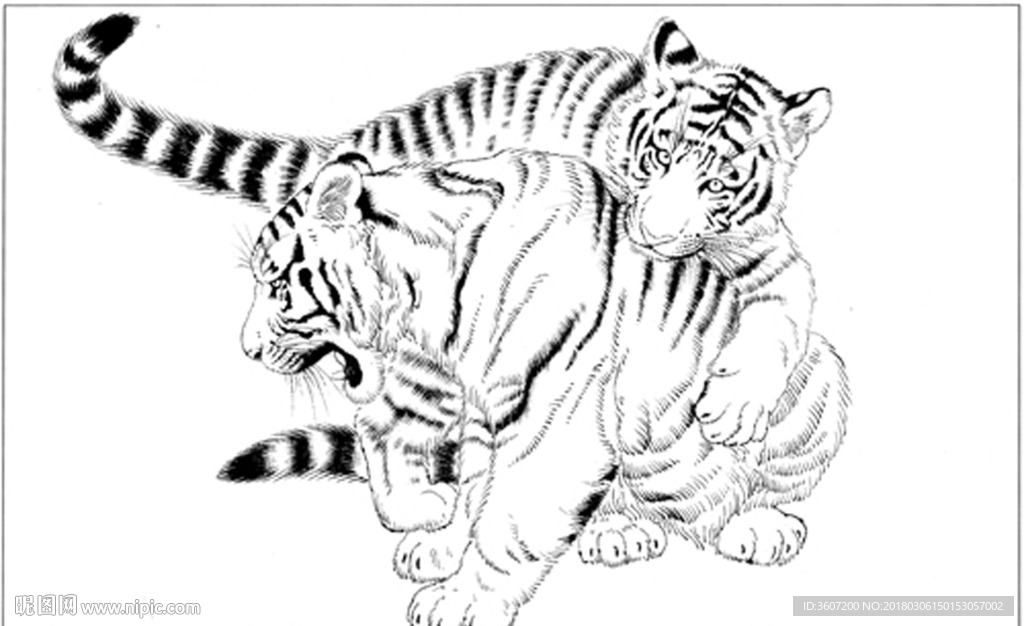 老虎 猛虎 线描 素描 白描
