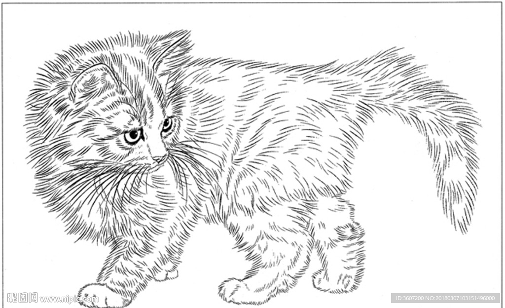 猫咪 素描 线描 白描 国画