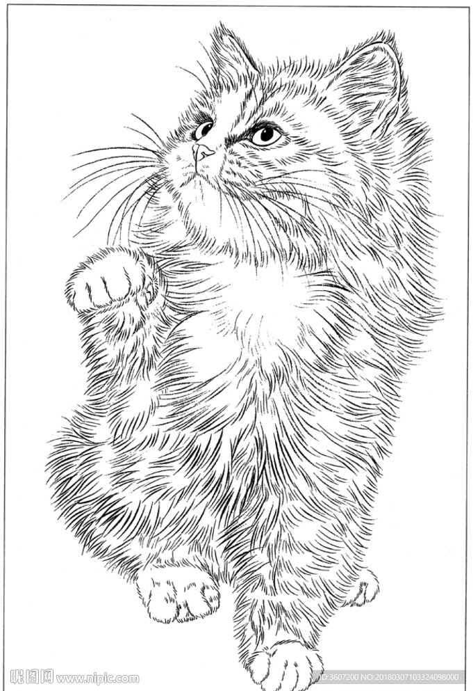 猫咪 素描 线描 白描 国画