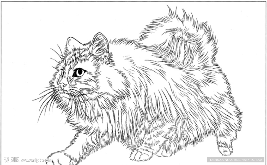 猫咪 素描 线描 白描 国画