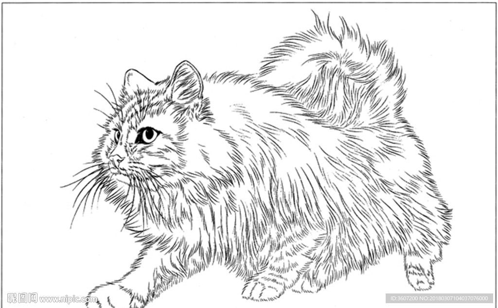 猫咪 素描 线描 白描 国画