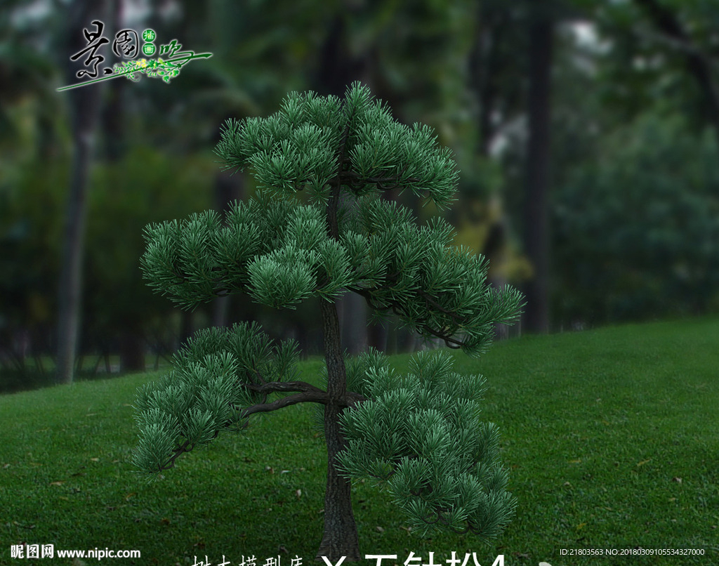 五针松3D模型