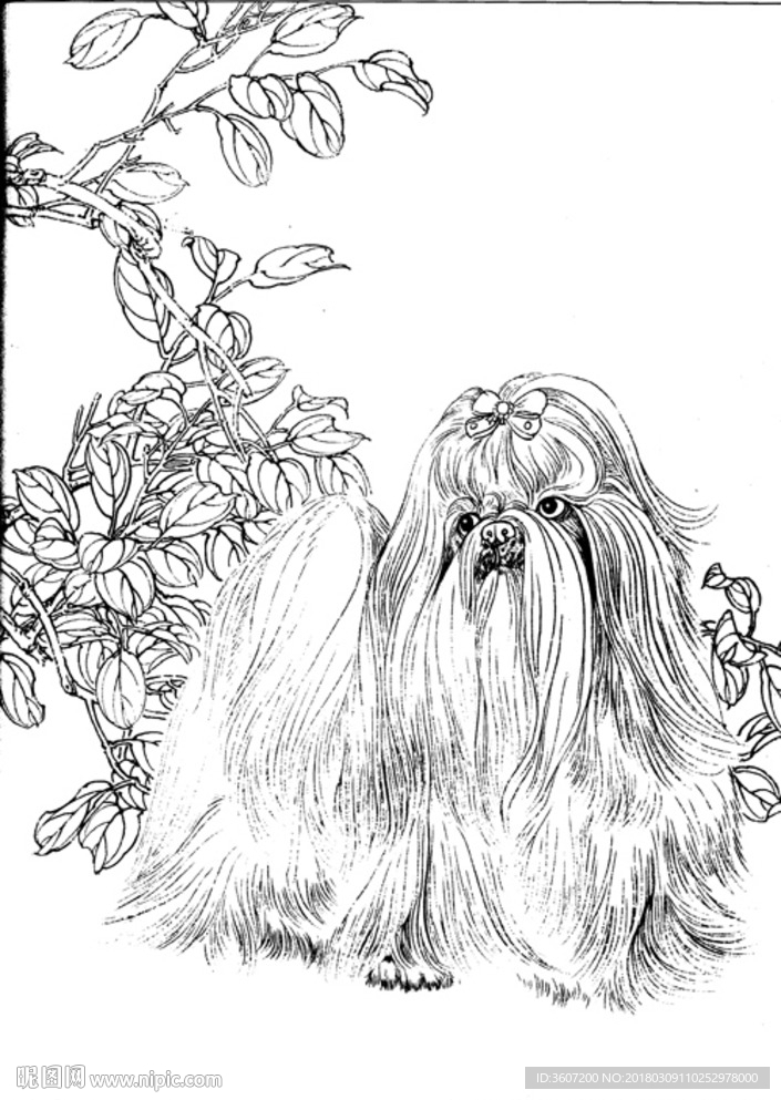 宠物名犬狗 白描 素描 线描