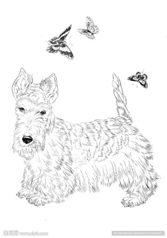宠物名犬狗 白描 素描 线描