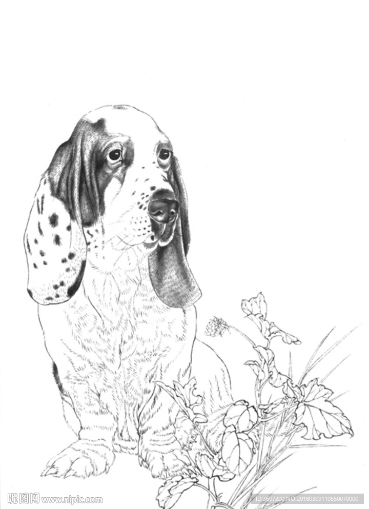 宠物名犬狗 白描 素描 线描