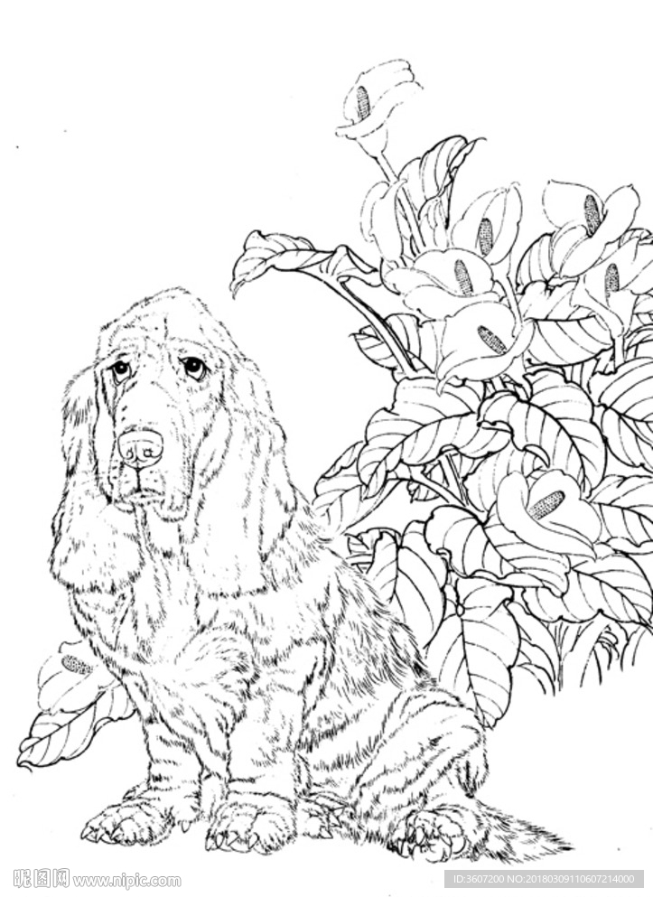宠物名犬狗 白描 素描 线描