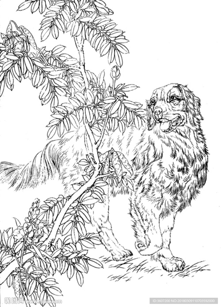 宠物名犬狗 白描 素描 线描