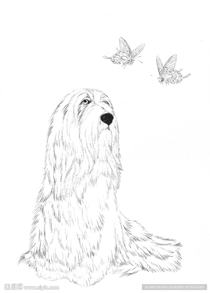 宠物名犬狗 白描 素描 线描