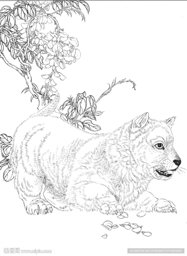 宠物名犬狗 白描 素描 线描