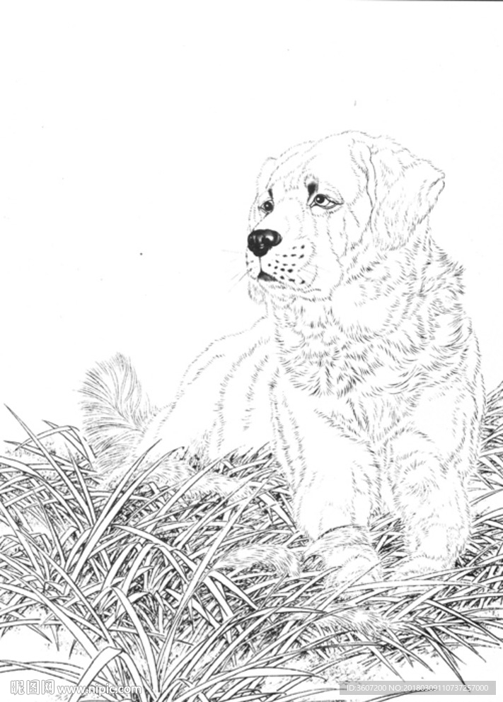宠物名犬狗 白描 素描 线描