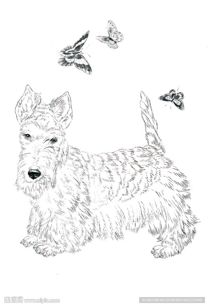 宠物名犬狗 白描 素描 线描