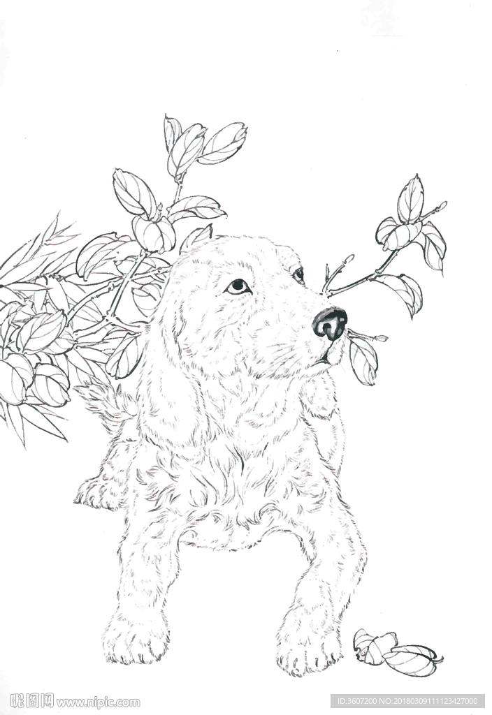 宠物名犬狗 白描 素描 线描