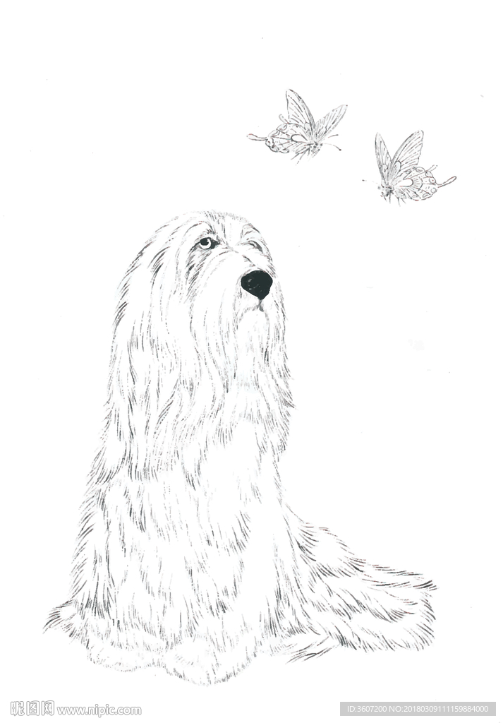 宠物名犬狗 白描 素描 线描