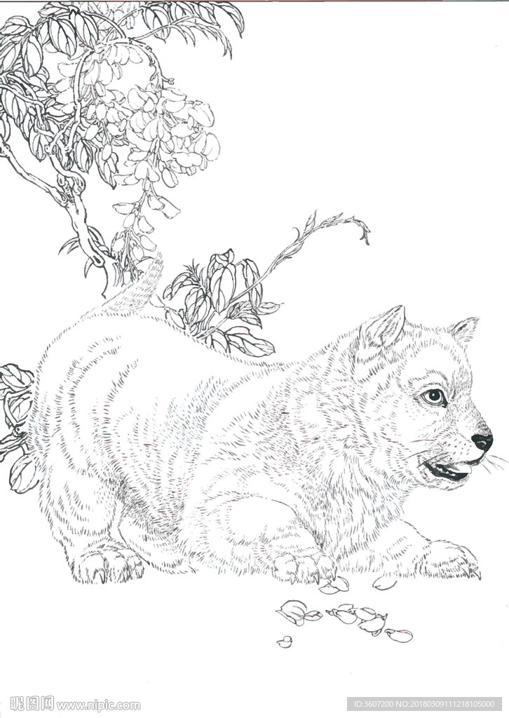 宠物名犬狗 白描 素描 线描