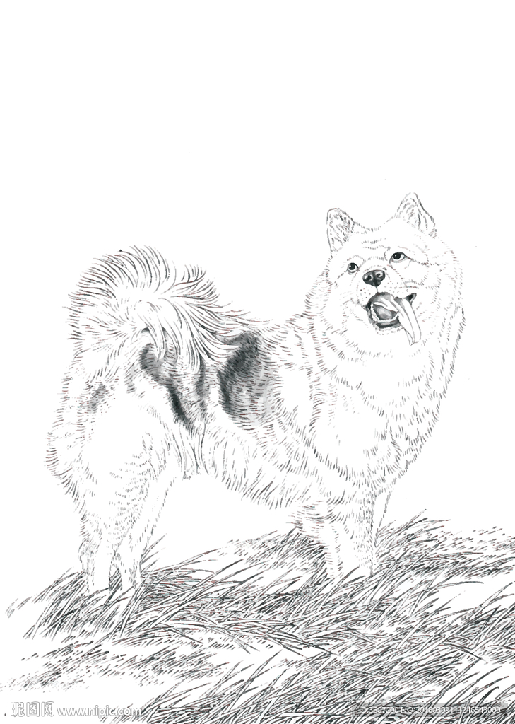 名犬 宠物犬 狗 白描 素描