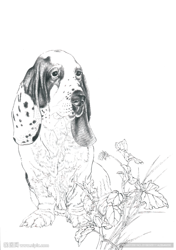 名犬 宠物犬 狗 白描 素描