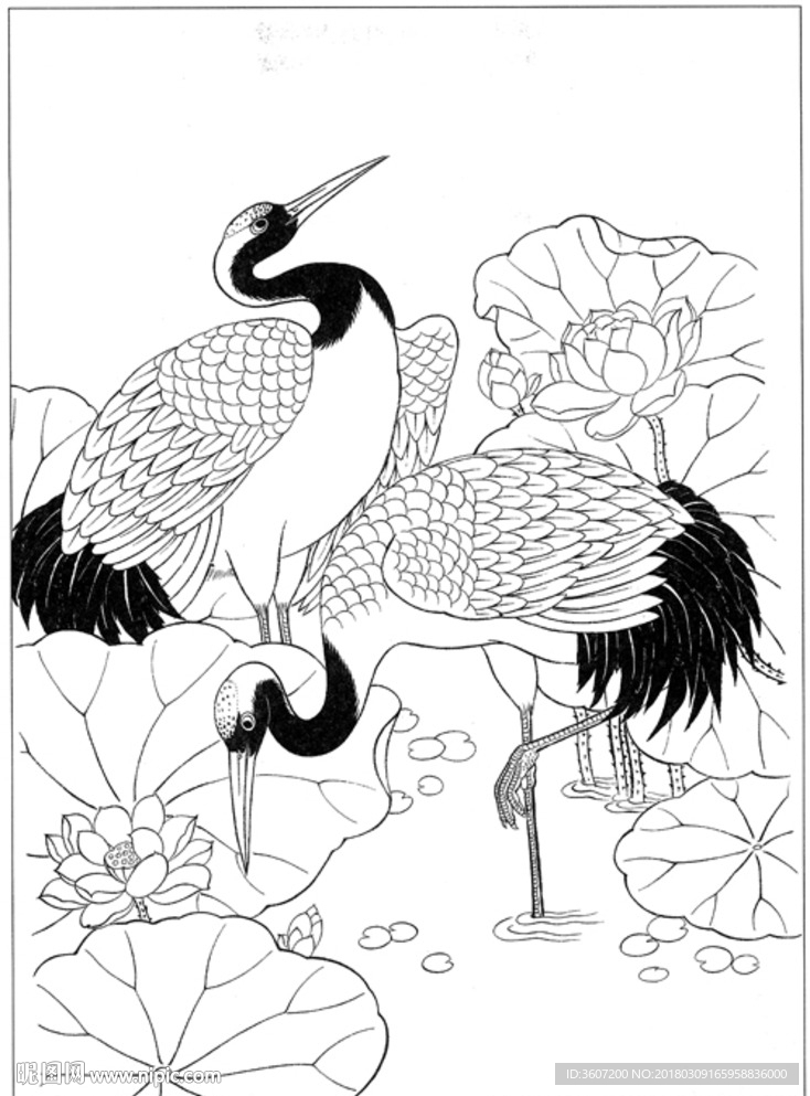 仙鹤 线描 素描 白描 国画