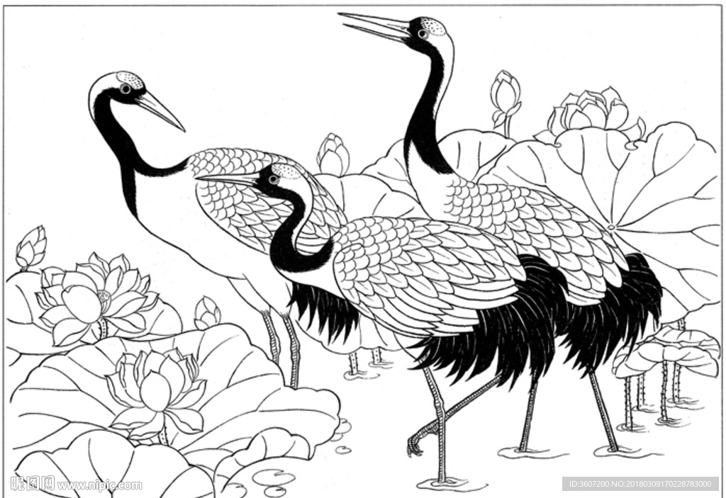 仙鹤 线描 素描 白描 国画