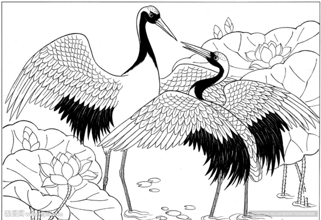 仙鹤 线描 素描 白描 国画