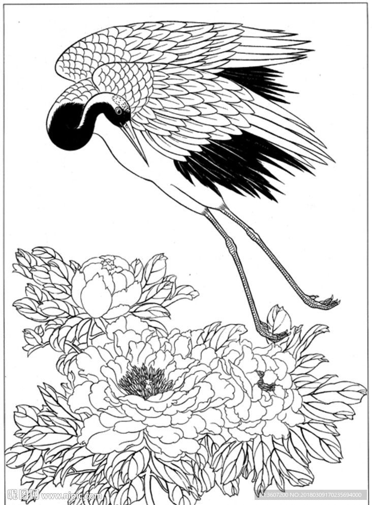 仙鹤 线描 素描 白描 国画