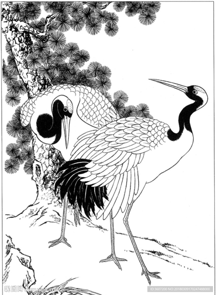 仙鹤 线描 素描 白描 国画