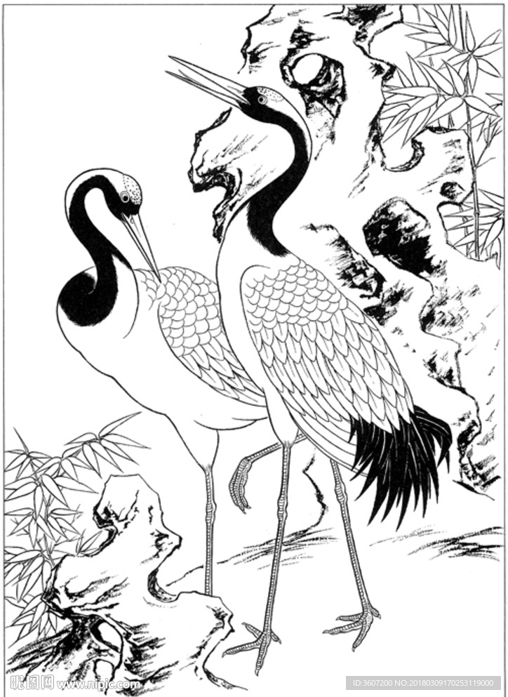 仙鹤 线描 素描 白描 国画