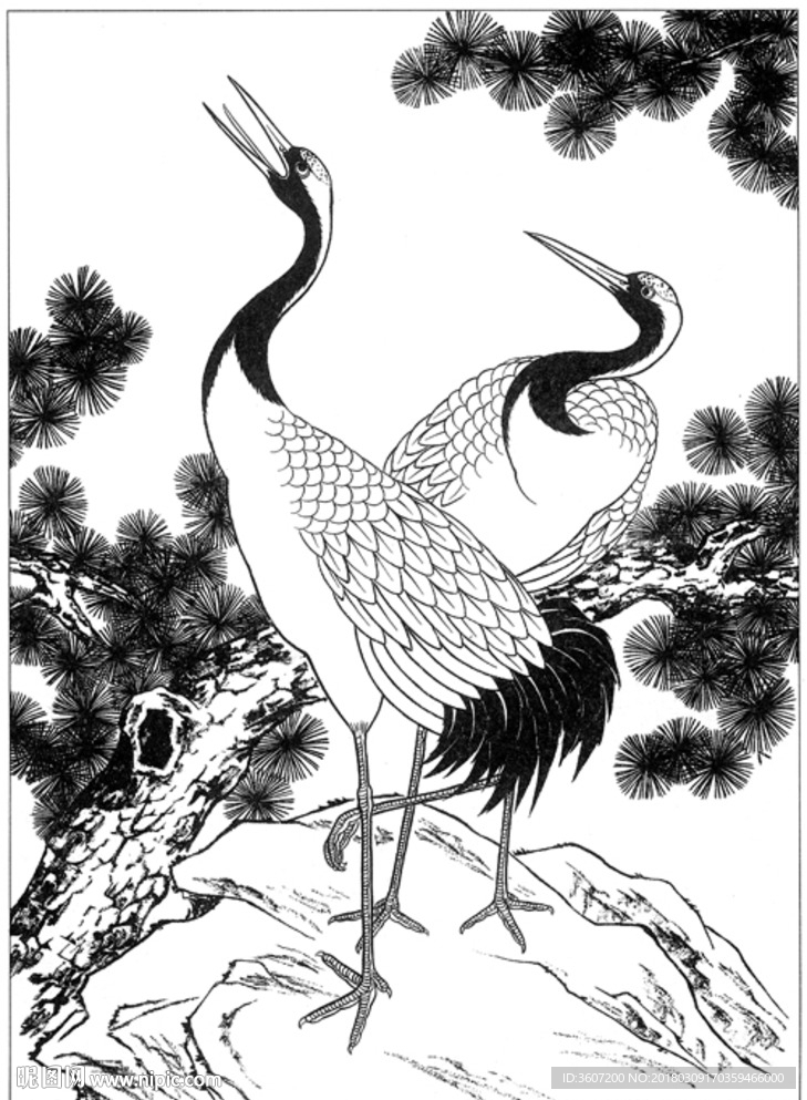 仙鹤 线描 素描 白描 国画