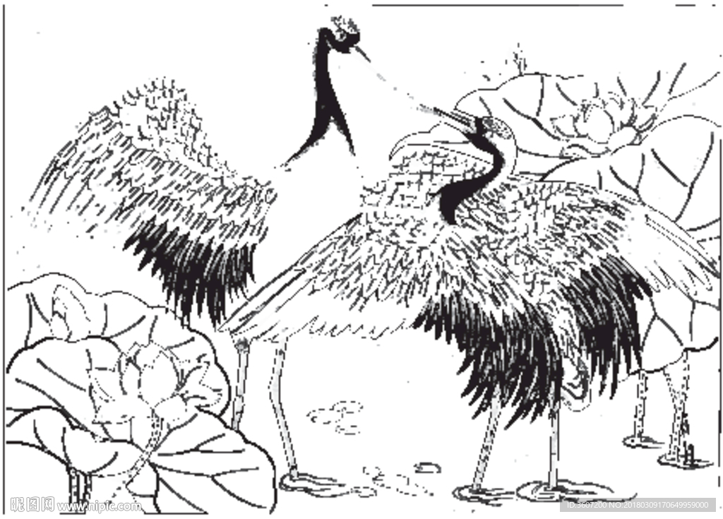 仙鹤 线描 素描 白描 国画