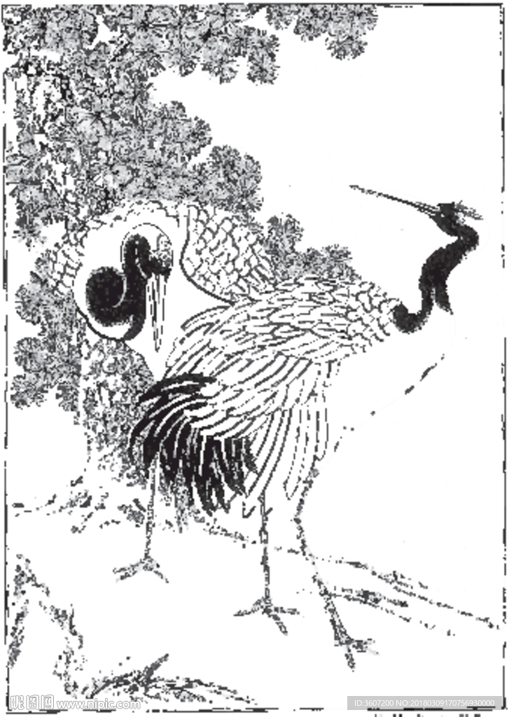 仙鹤 线描 素描 白描 国画