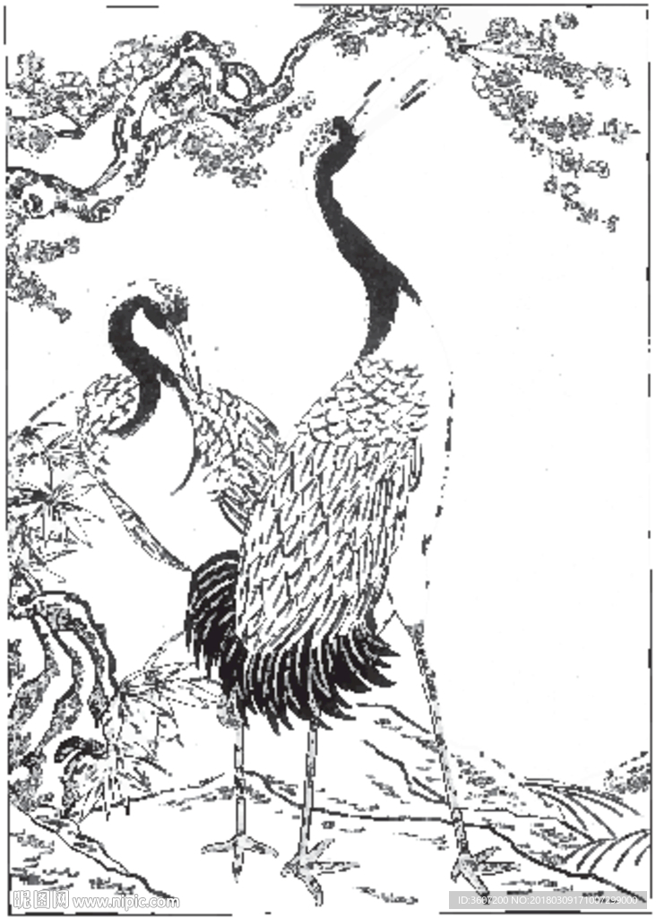 仙鹤 线描 素描 白描 国画