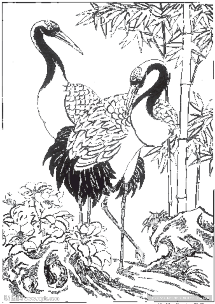 仙鹤 线描 素描 白描 国画