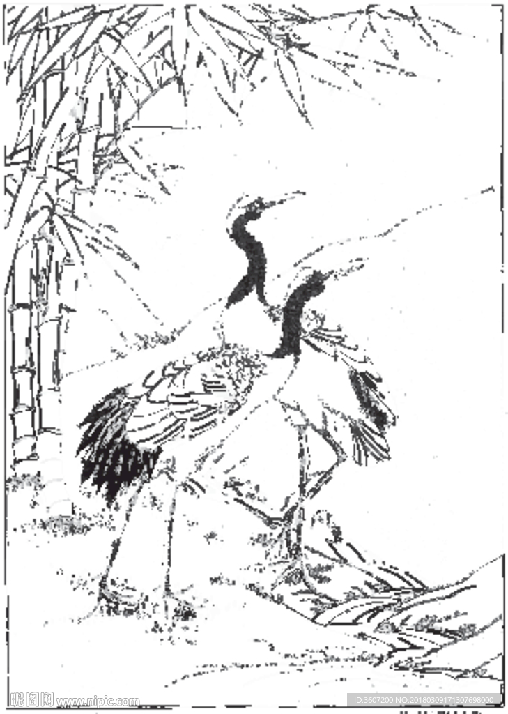 仙鹤 线描 素描 白描 国画