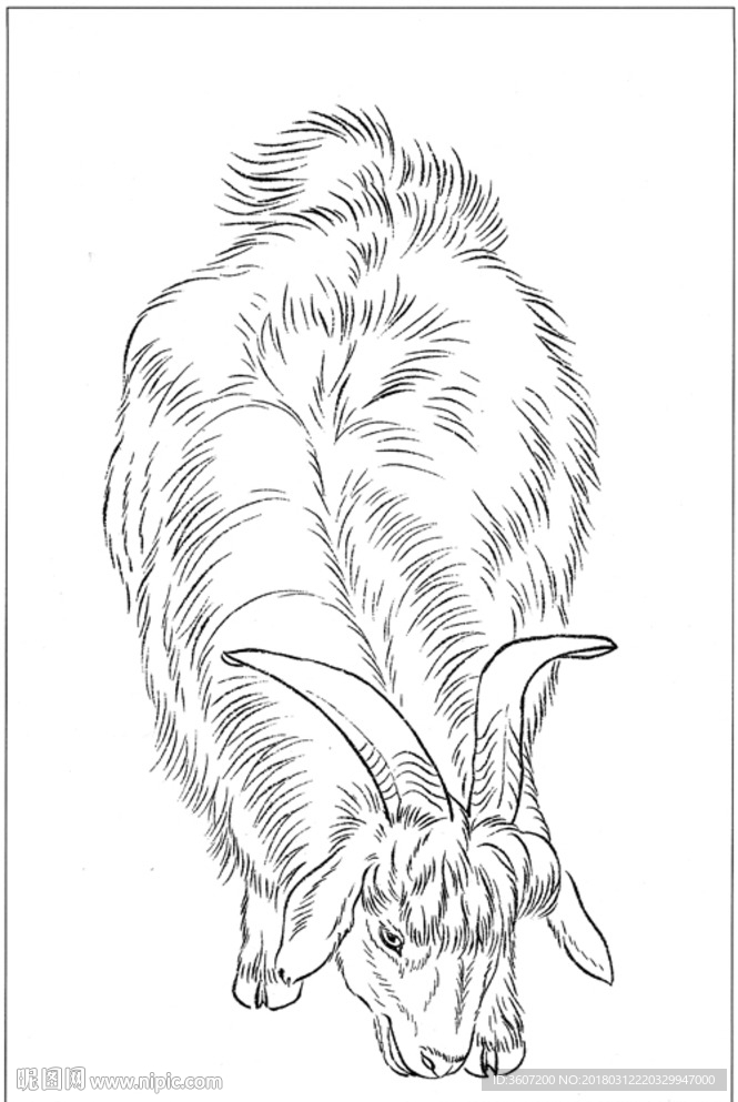 山羊 白描 素描 线描 国画