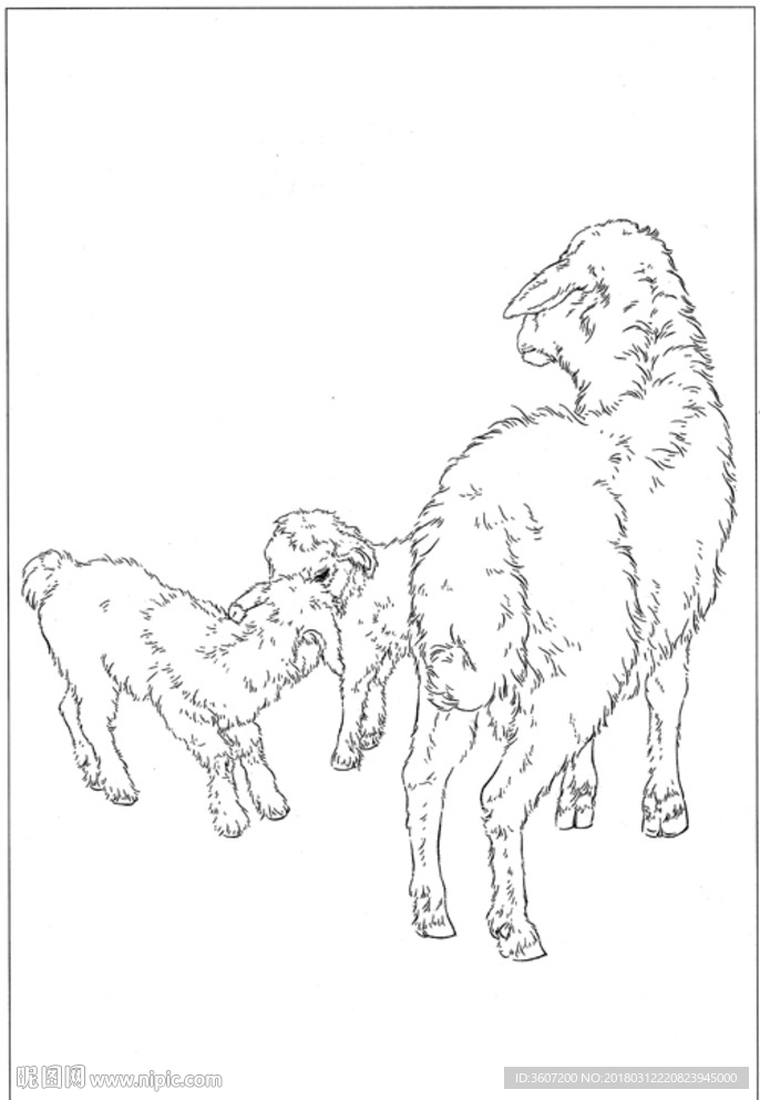 山羊 白描 素描 线描 国画