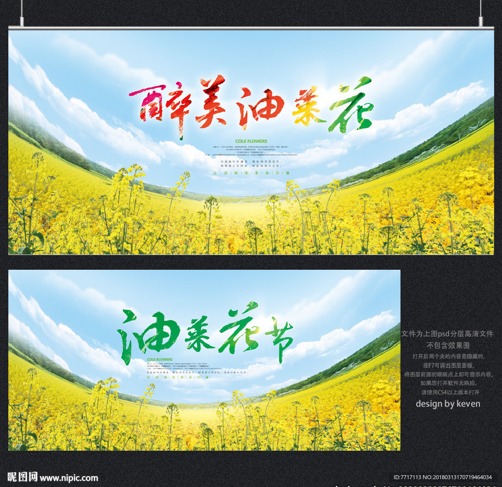 油菜花