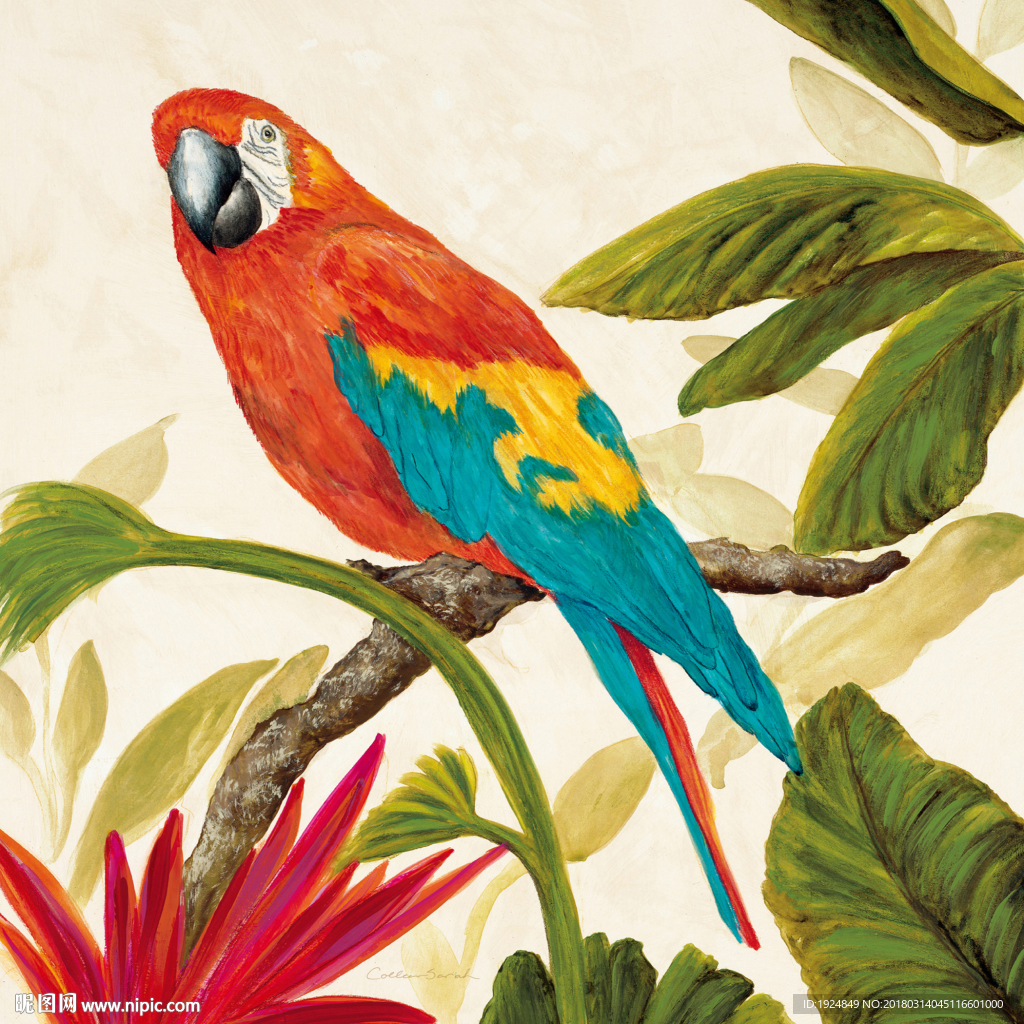 手绘金刚鹦鹉装饰画