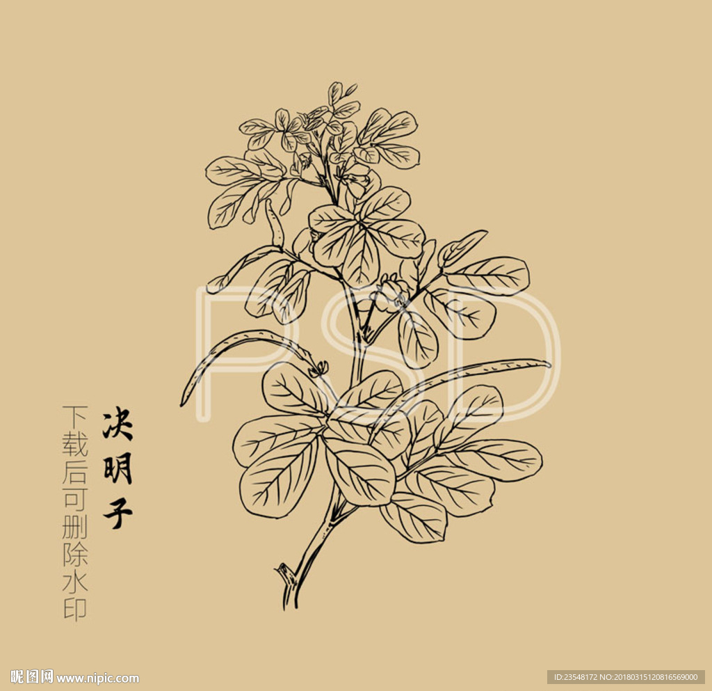 决明子