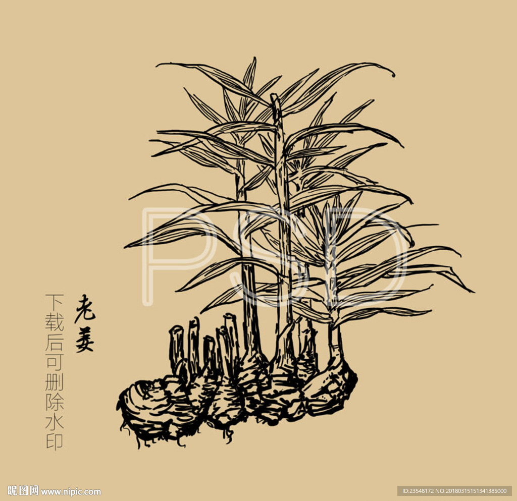 老姜