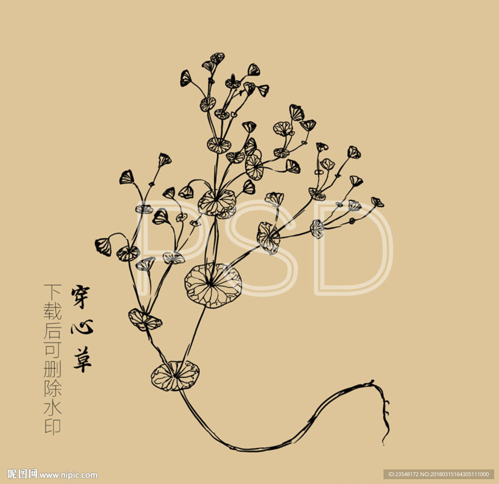 穿心草