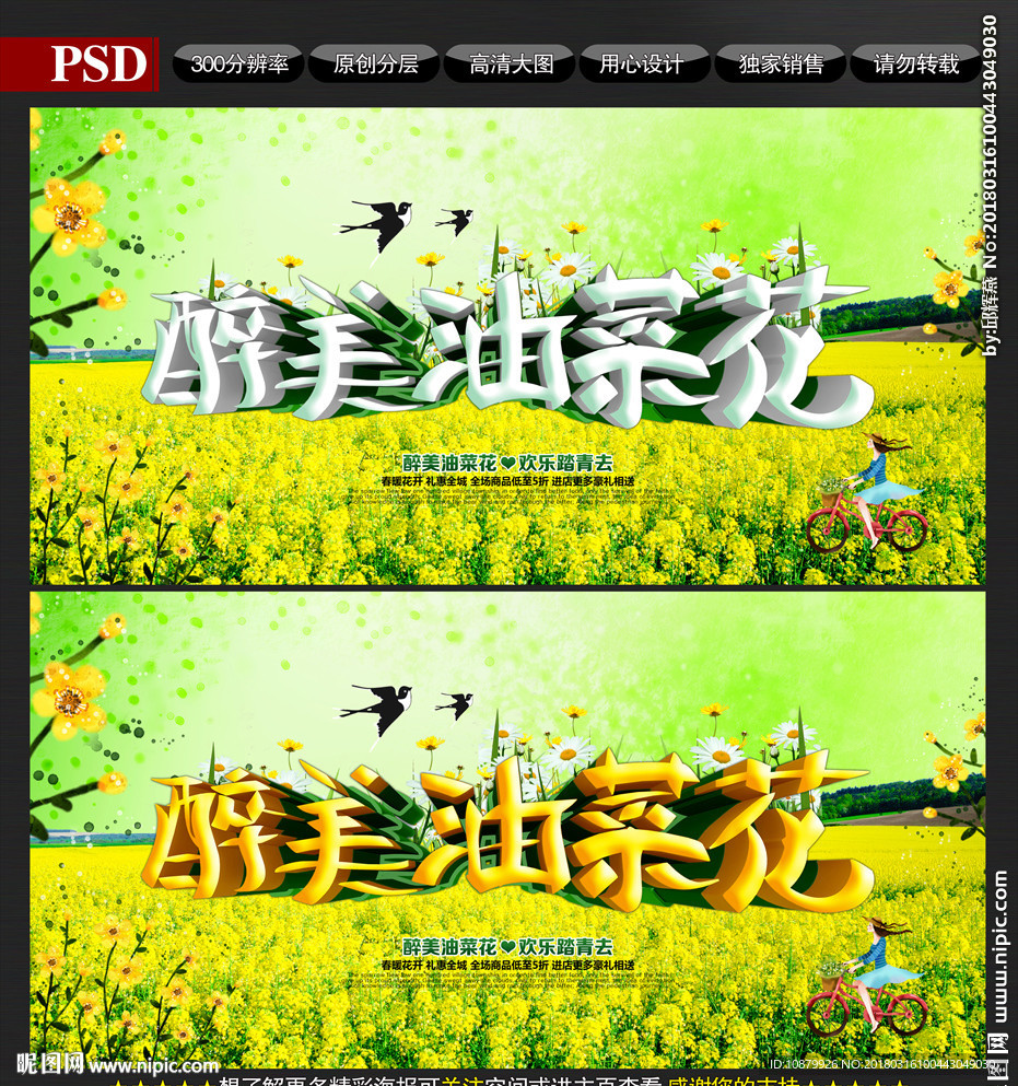 油菜花