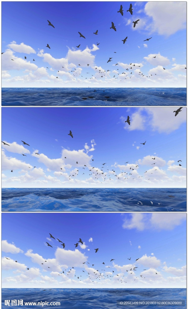 3D海洋飞舞的海鸥