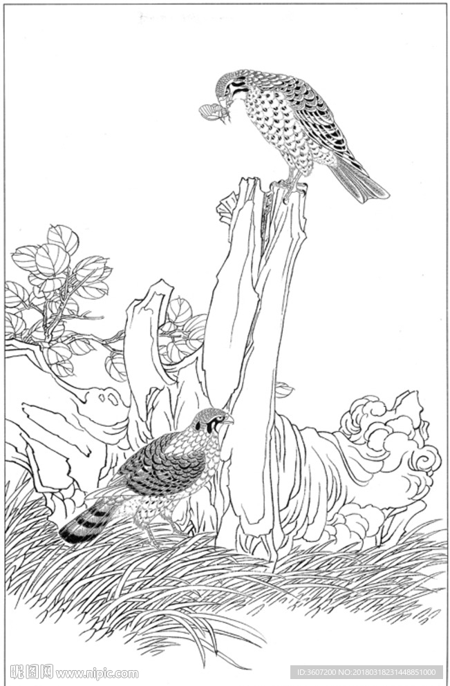 雄鹰 线描 素描 白描 国画