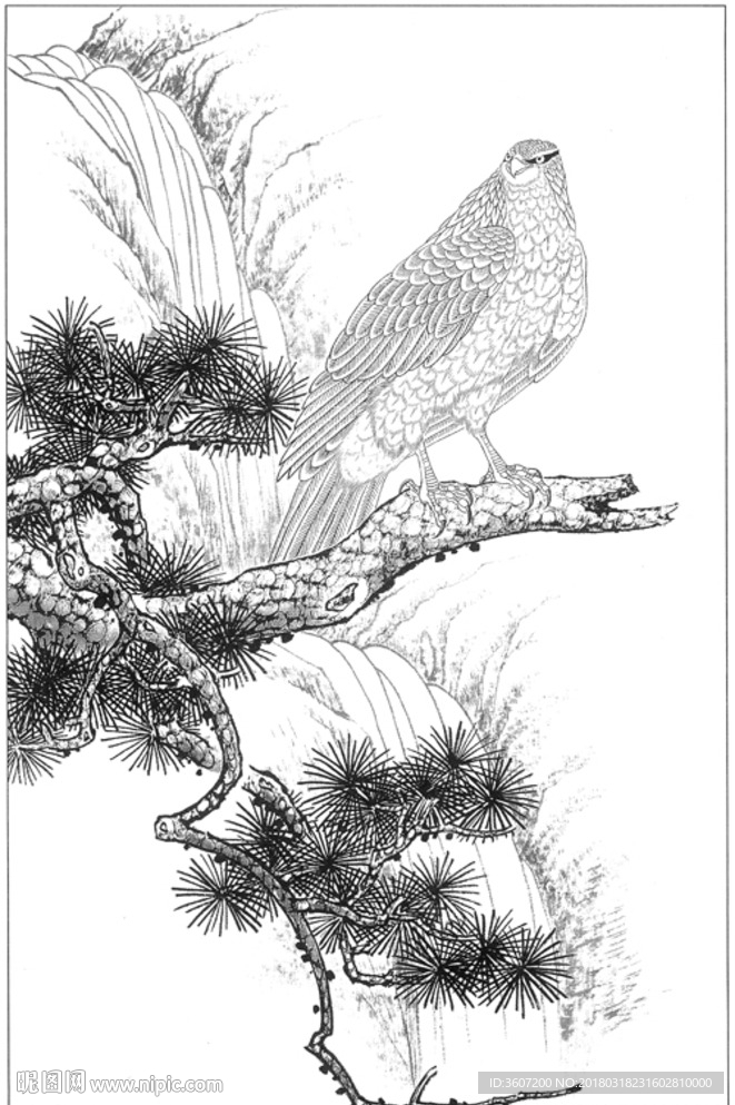 雄鹰 线描 素描 白描 国画